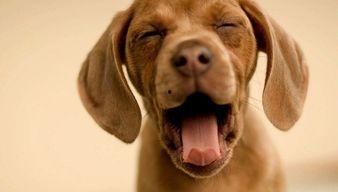 娱乐吃瓜酱小狗,揭秘娱乐圈那些不为人知的趣事