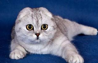 娱乐吃瓜君七七的折耳猫